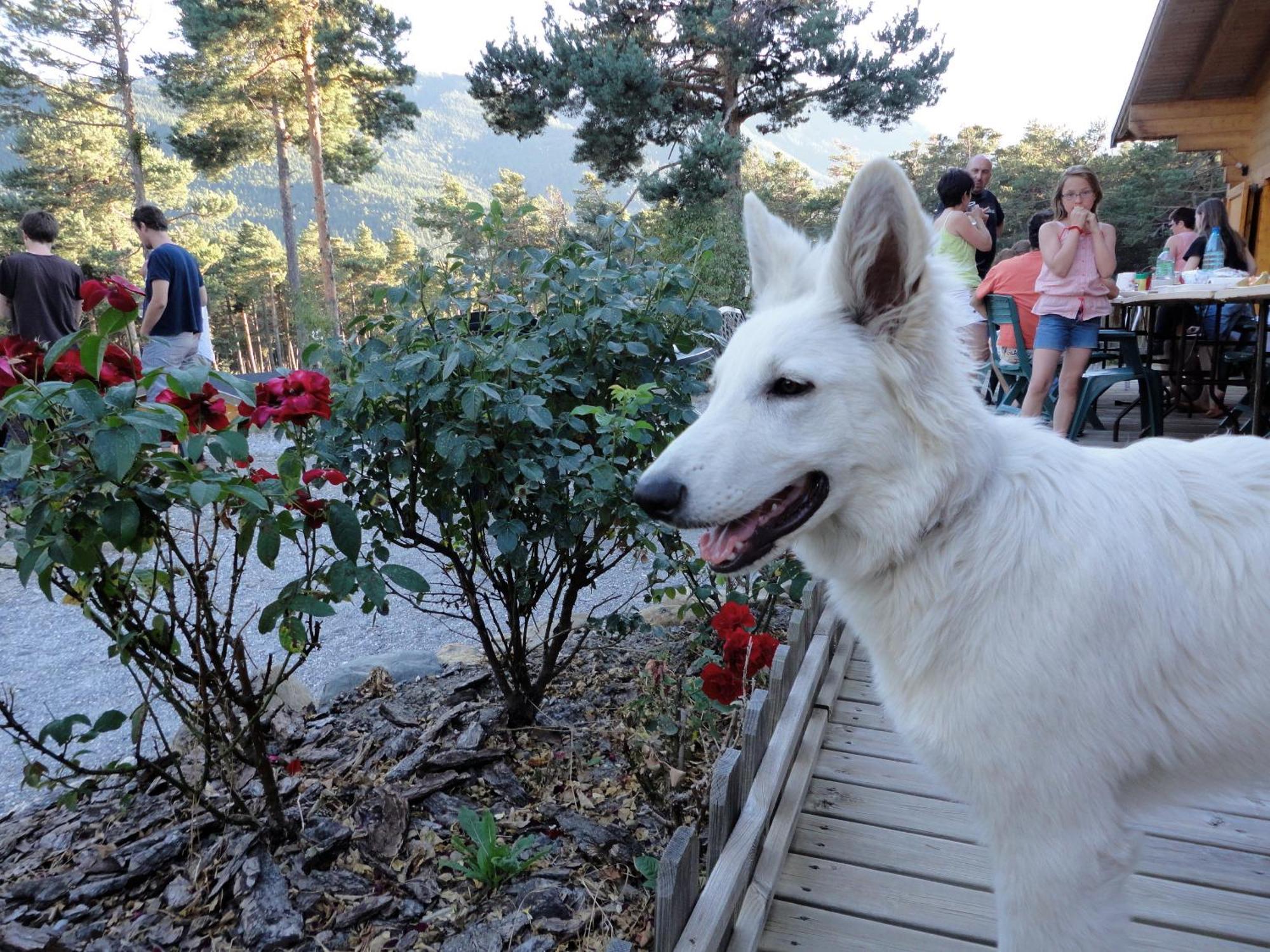 Hotel Parc Résidentiel de Loisir : Le Loup Blanc du Riou Barcelonnette Exterior foto