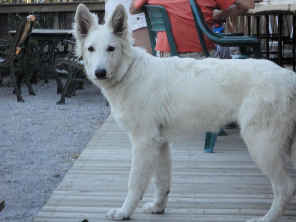 Hotel Parc Résidentiel de Loisir : Le Loup Blanc du Riou Barcelonnette Exterior foto
